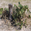 *Unknown alien plant